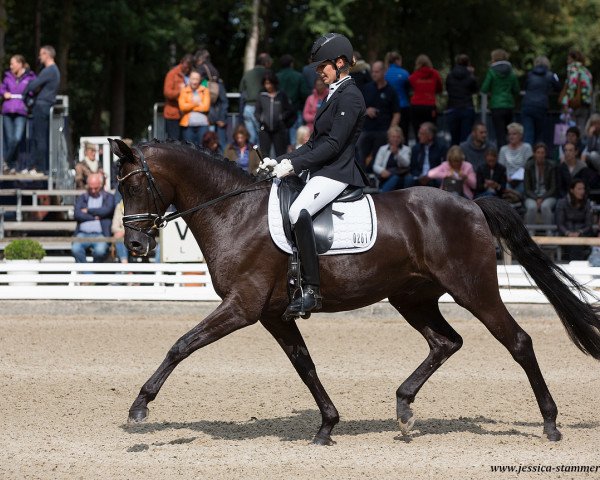 stallion Damon de Luxe OLD (Oldenburg, 2013, from Damon Hill) stallion Damon de Luxe OLD (Oldenburg, 2013, from Damon Hill)