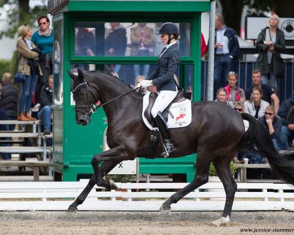 dressage horse Christabelle (Mecklenburg, 2013, from Christ)