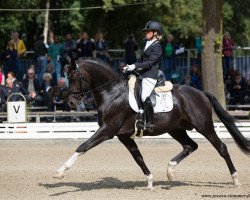 dressage horse Bon Bruno (Westphalian, 2013, from Bon Bravour)