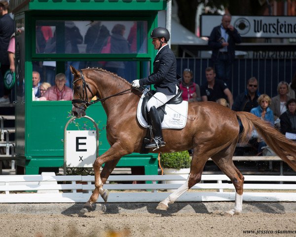 dressage horse Boccaccio 47 (Hanoverian, 2013, from Callaho's Benicio)