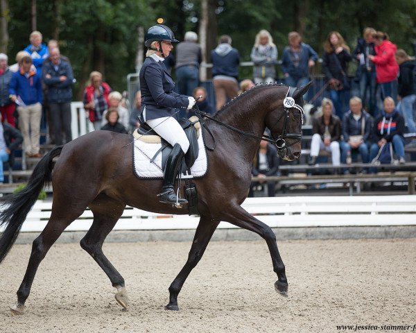 broodmare Special Selection (Trakehner, 2013, from Imhotep)