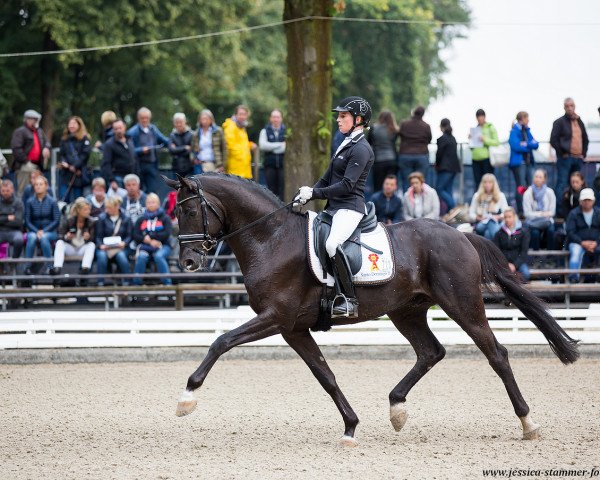 stallion Santo Domingo II (German Sport Horse, 2013, from San Amour I) stallion Santo Domingo II (German Sport Horse, 2013, from San Amour I)