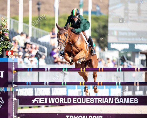 jumper Z7 Ipswich (Belgian Warmblood, 2008, from London)