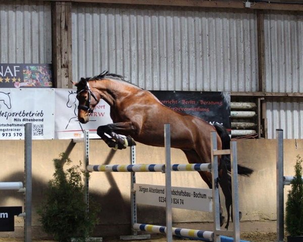 broodmare Viva S (Westphalian, 2009, from Florenciano 6)