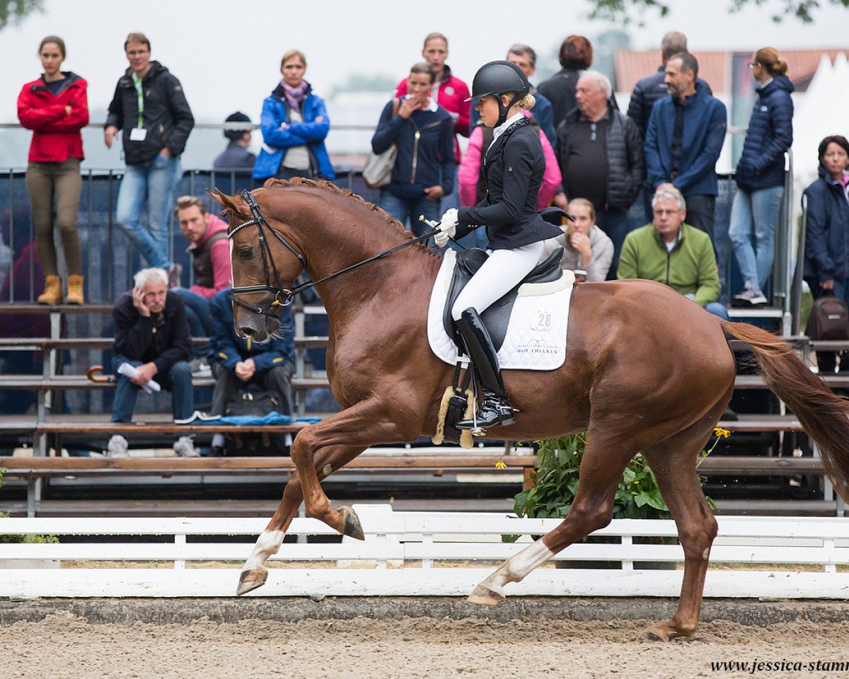 Deckhengst Ballantines (Hannoveraner, 2013, von Beltano)
