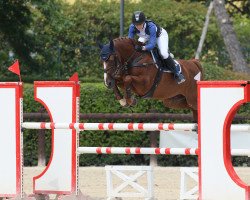 broodmare Quick Girl Z II (Zangersheide riding horse, 2005, from Quick Nick 4)