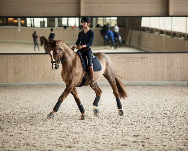 dressage horse Renoir 144 (Oldenburg, 2001, from Rosier) dressage horse Renoir 144 (Oldenburg, 2001, from Rosier)