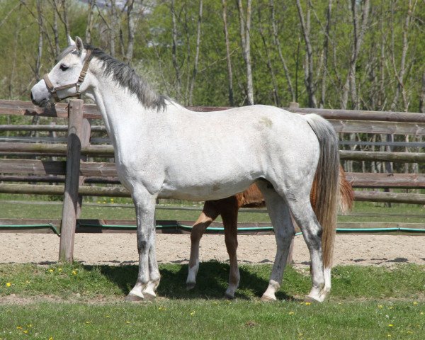 broodmare Zari (Holsteiner, 2007, from Clarimo Ask)