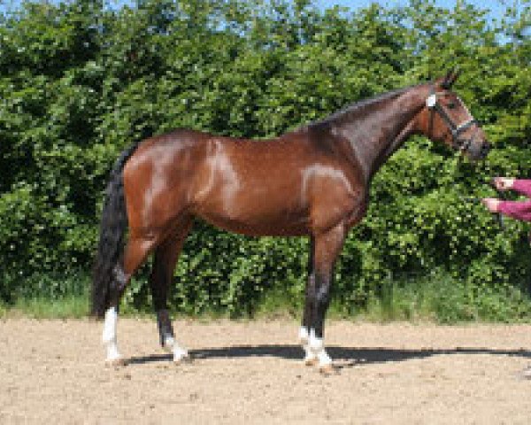 broodmare Wanda VI (Holsteiner, 2006, from Acodetto I) broodmare Wanda VI (Holsteiner, 2006, from Acodetto I)