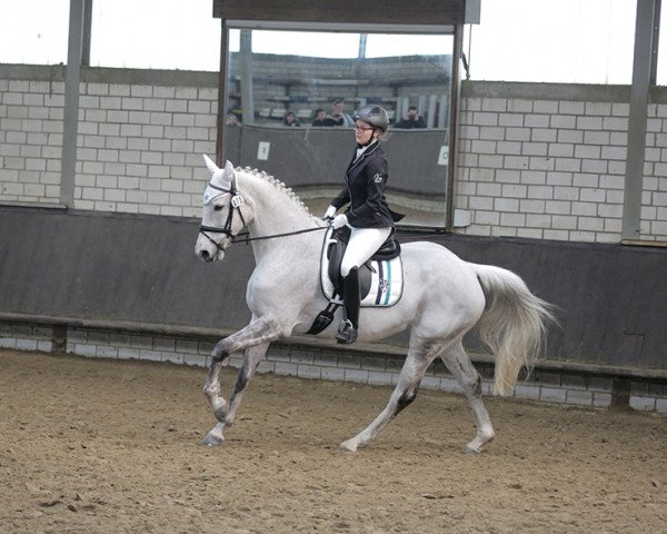 broodmare Elegance 49 (Hanoverian, 2004, from El Bundy)