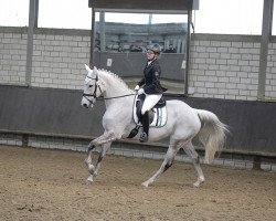 Zuchtstute Elegance 49 (Hannoveraner, 2004, von El Bundy)