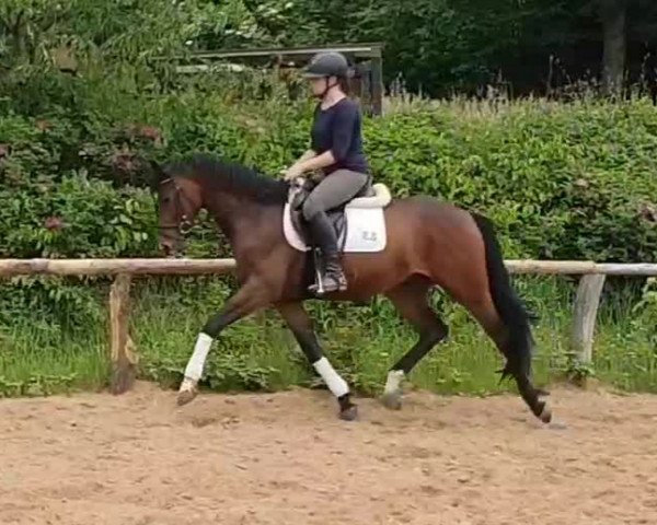 horse Keyron (Trakehner, 2015, from Rheinklang)