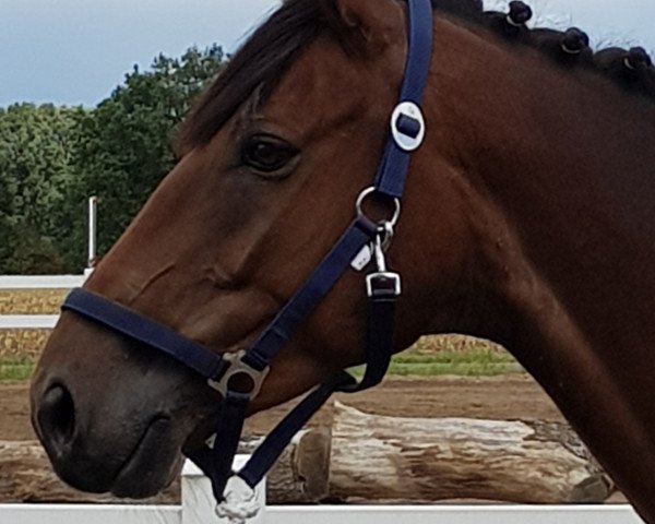 jumper Freddy (Irish Sport Horse, 2013, from Arkan)