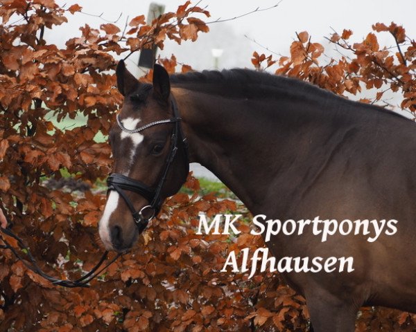 Springpferd Hui Bu (Deutsches Reitpony, 2013, von Helios B)