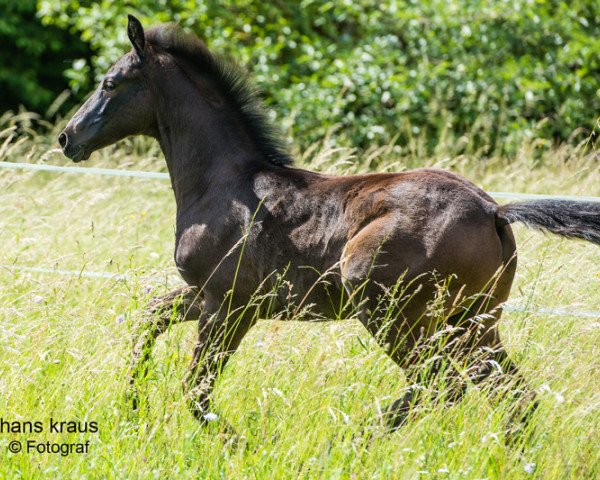 stallion Hengst von Dream Boy/De Niro (Westphalian, 2018, from Glock's Dream Boy)