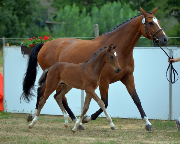 horse HF von Tolegro (German Sport Horse, 2015, from Tolegro)
