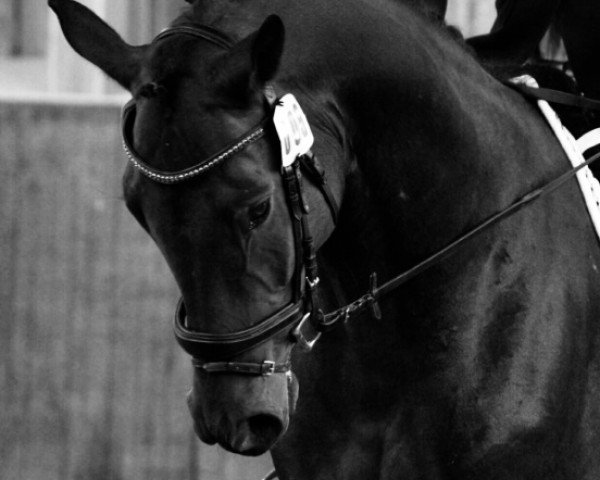 dressage horse Felix Famos K (German Sport Horse, 2011, from Fürst Wettin)
