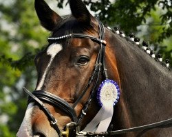 dressage horse Calle Koschmidder (Westphalian, 2008, from Cirhus)