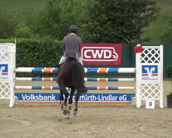 Springturnier Lindlar-Süttenbach 2017