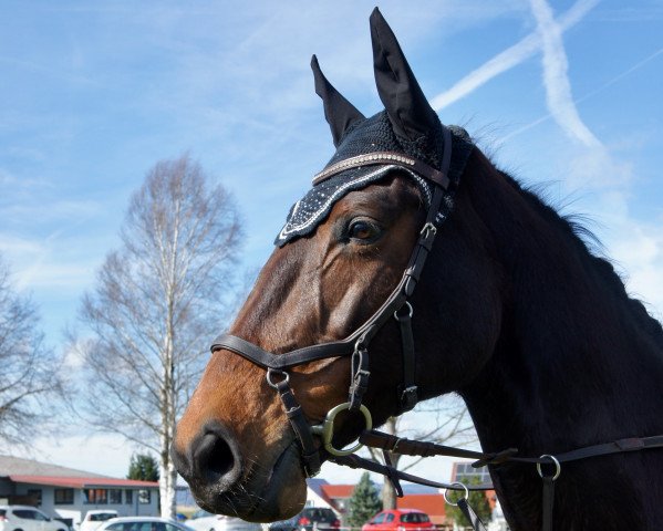 broodmare Aquinja Z (Holsteiner, 2008, from Quantum)