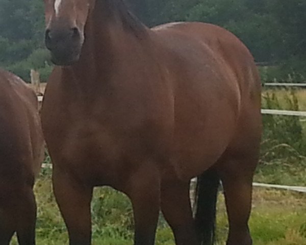 broodmare Cordney (Hanoverian, 1999, from Cashman)