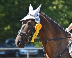 jumper Naseweis 30 (German Riding Pony, 2010, from Nemax)