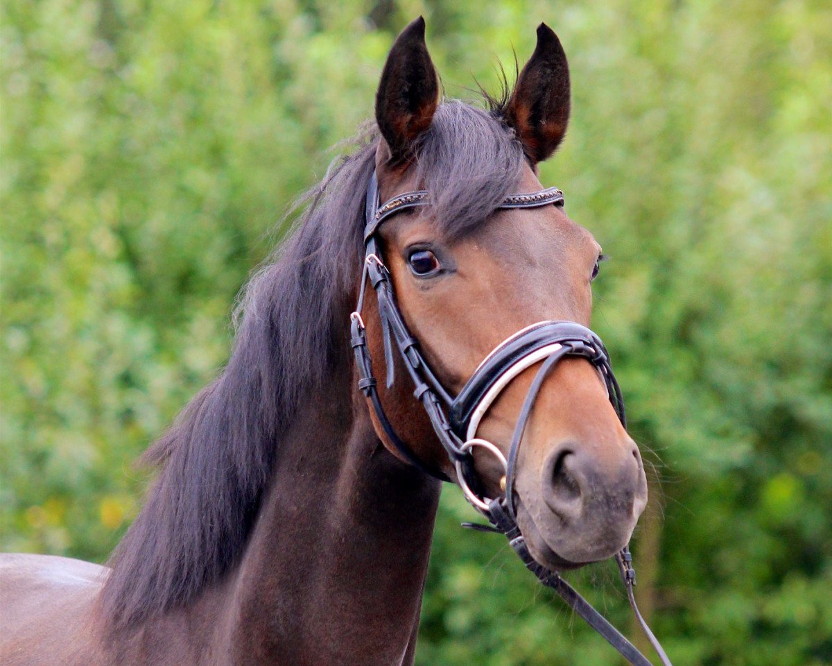 horse Fabelhafte Edoste (Oldenburg, 2015, from Danzador)