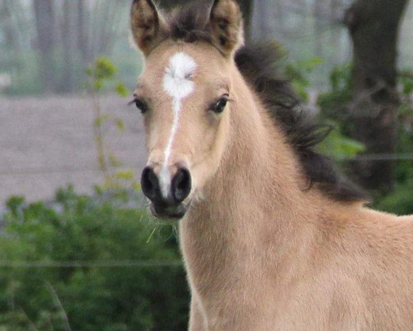 jumper Delightful Dancer (German Riding Pony, 2017, from Dreiklang AT NRW)