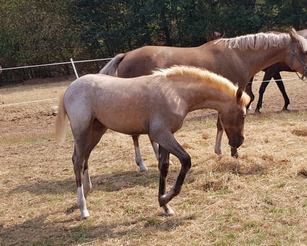 horse Dono del cielo (German Riding Pony, 2018, from Del Piero 25)