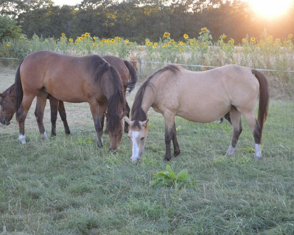 broodmare Orchid's Sweet Harmony (New Forest Pony, 1998, from Orchid's Cestanii)