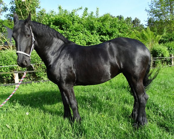 dressage horse Yfke (Friese, 2007, from Lolke 371)