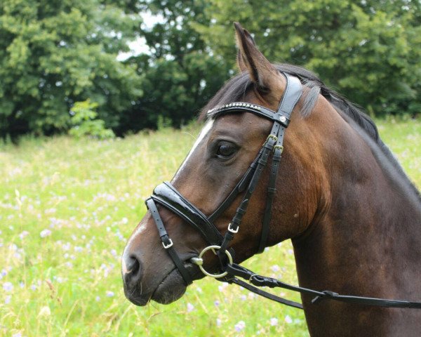 jumper Big Bacardi (German Riding Pony, 2012, from Bavarottie)