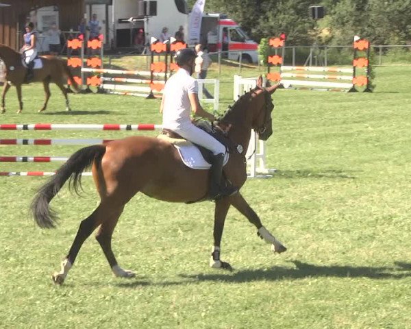 Reitturnier Herrenberg-Gültstein 2017