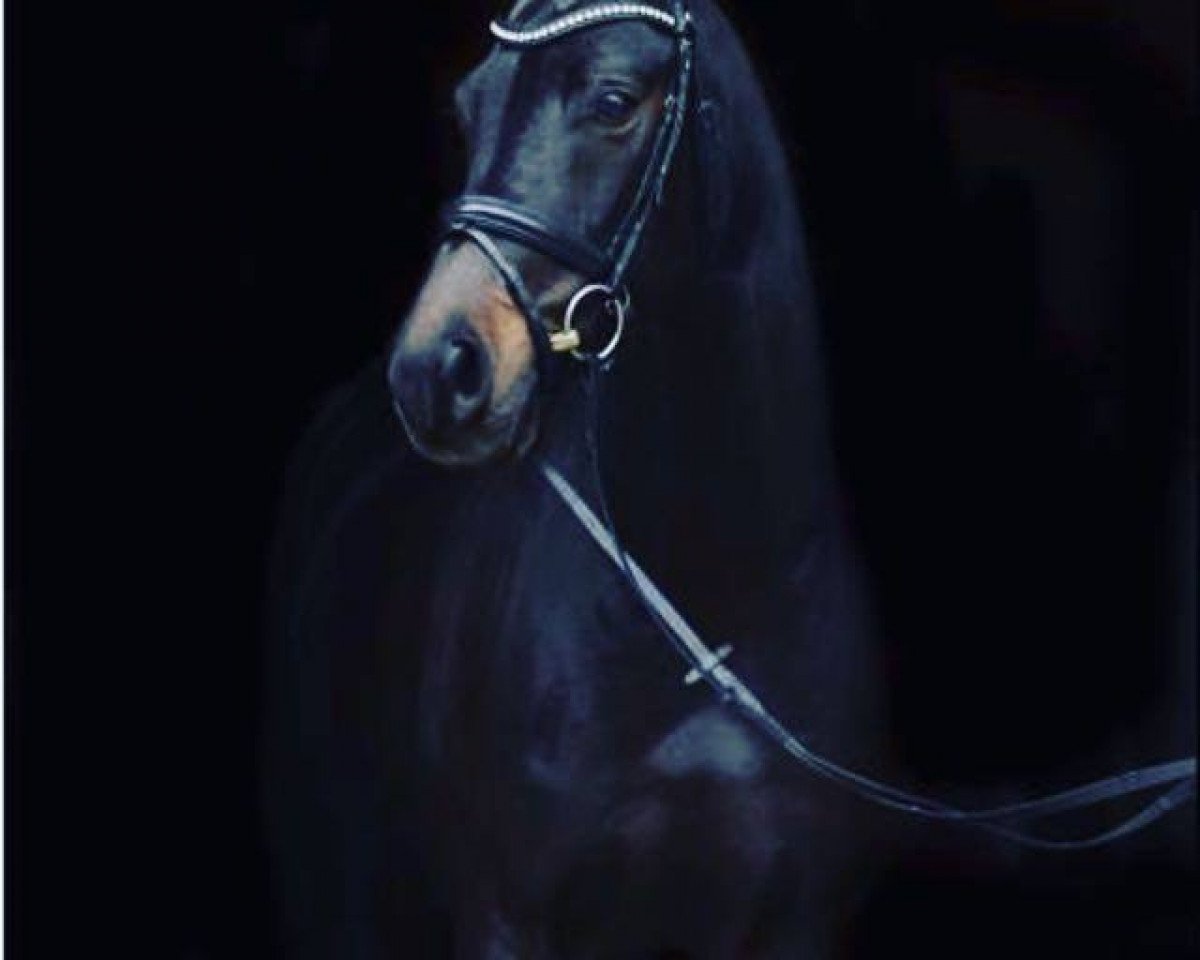 Dressurpferd Rohniro (Westfale, 2005, von Roh Magic)