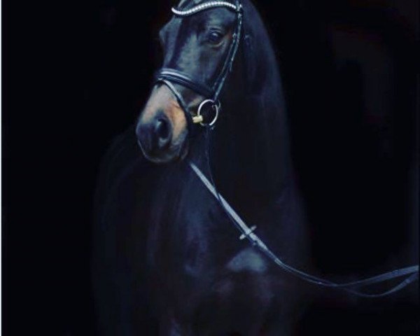 Dressurpferd Rohniro (Westfale, 2005, von Roh Magic)