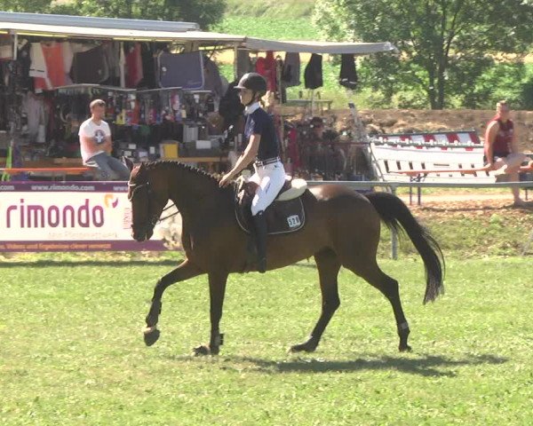 Reitturnier Herrenberg-Gültstein 2017
