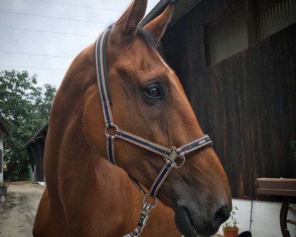 horse Polany.FL Z (Zangersheide riding horse, 2003, from Picasso Z)