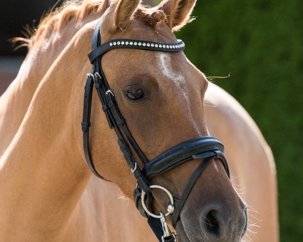 broodmare Dornröschen (German Riding Pony, 2014, from Dimension AT NRW)