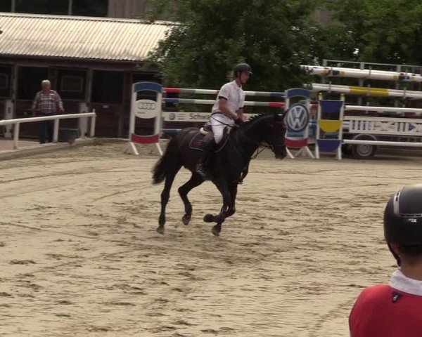 Reitturnier Haren 2017