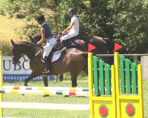 Reitturnier Herrenberg-Gültstein 2017