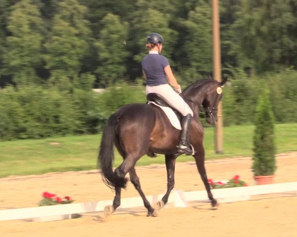 Reitturnier Münster-Roxel 2017