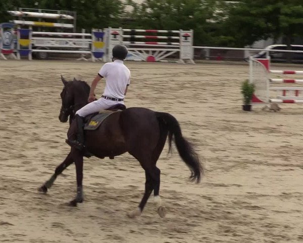 Reitturnier Haren 2017