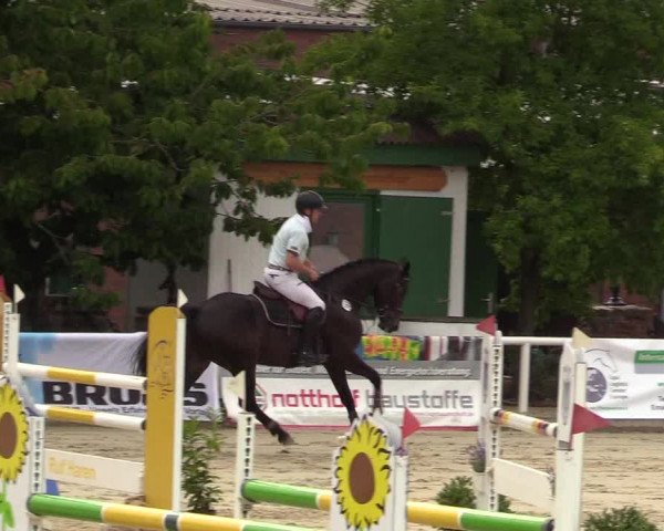 Reitturnier Haren 2017