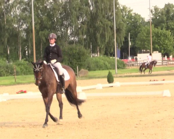 Reitturnier Münster-Roxel 2017