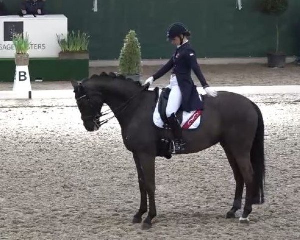 dressage horse West Side Story Old (Oldenburg, 2008, from San Amour I)