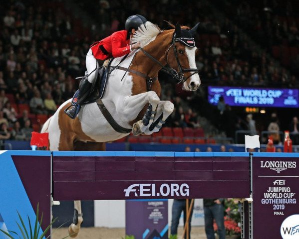 jumper Life Is Beautiful (Swedish Warmblood, 2003, from As de Thurin) jumper Life Is Beautiful (Swedish Warmblood, 2003, from As de Thurin)