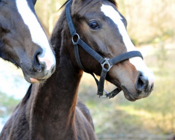 dressage horse Vencedor (Trakehner, 2017, from High Motion 2)