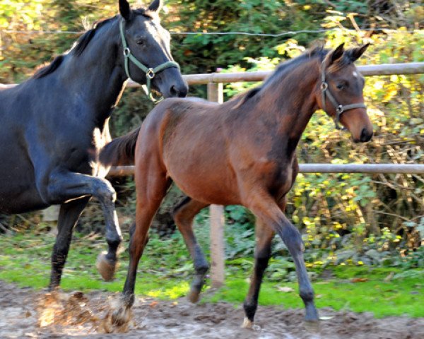 Pferd Via Victoriae (Trakehner, 2013, von Oliver Twist)