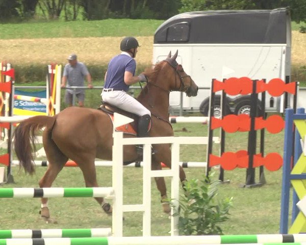 Reitturnier Herrenberg-Gültstein 2017
