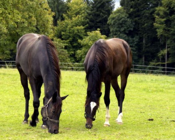 horse Valerija (Trakehner, 2011, from Summertime)